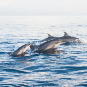 Lovina Dolphin Tour